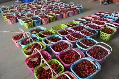 健康農(nóng)產(chǎn)品陜西行走進(jìn)銅川神農(nóng)大櫻桃生態(tài)園紀(jì)實(shí)