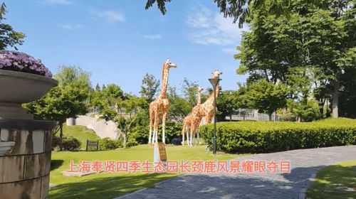 上海奉賢四季生態(tài)園長頸鹿風(fēng)景耀眼奪目