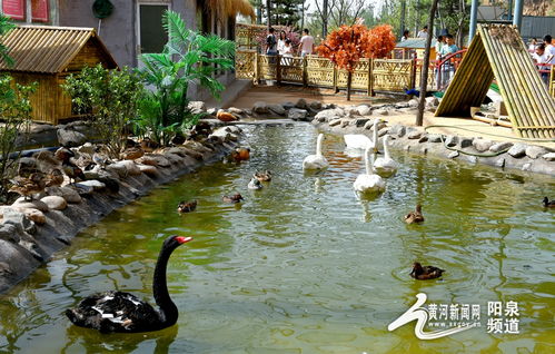 助力冬奧丨華北奕豐生態園戲雪樂園即將開園，生態旅游與冰雪運動完美融合
