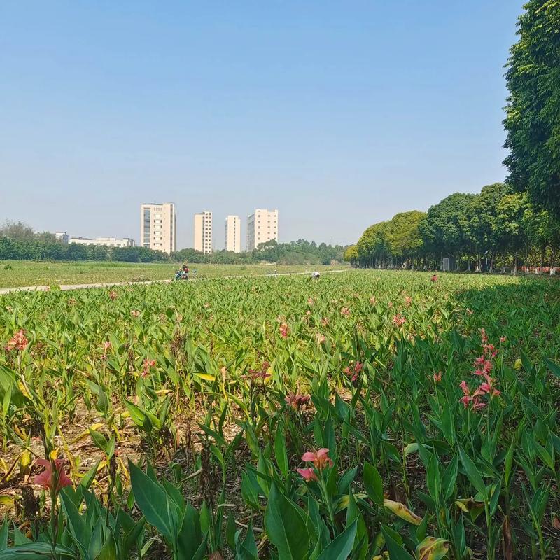 東莞生態園 都市綠肺，自然與科技交融的休閑勝地