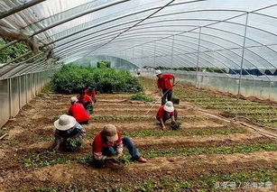飛躍濟南 瞰成就 | 農業(yè)篇之六 桃花源農業(yè)生態(tài)園 繪就都市近郊生態(tài)農業(yè)新畫卷